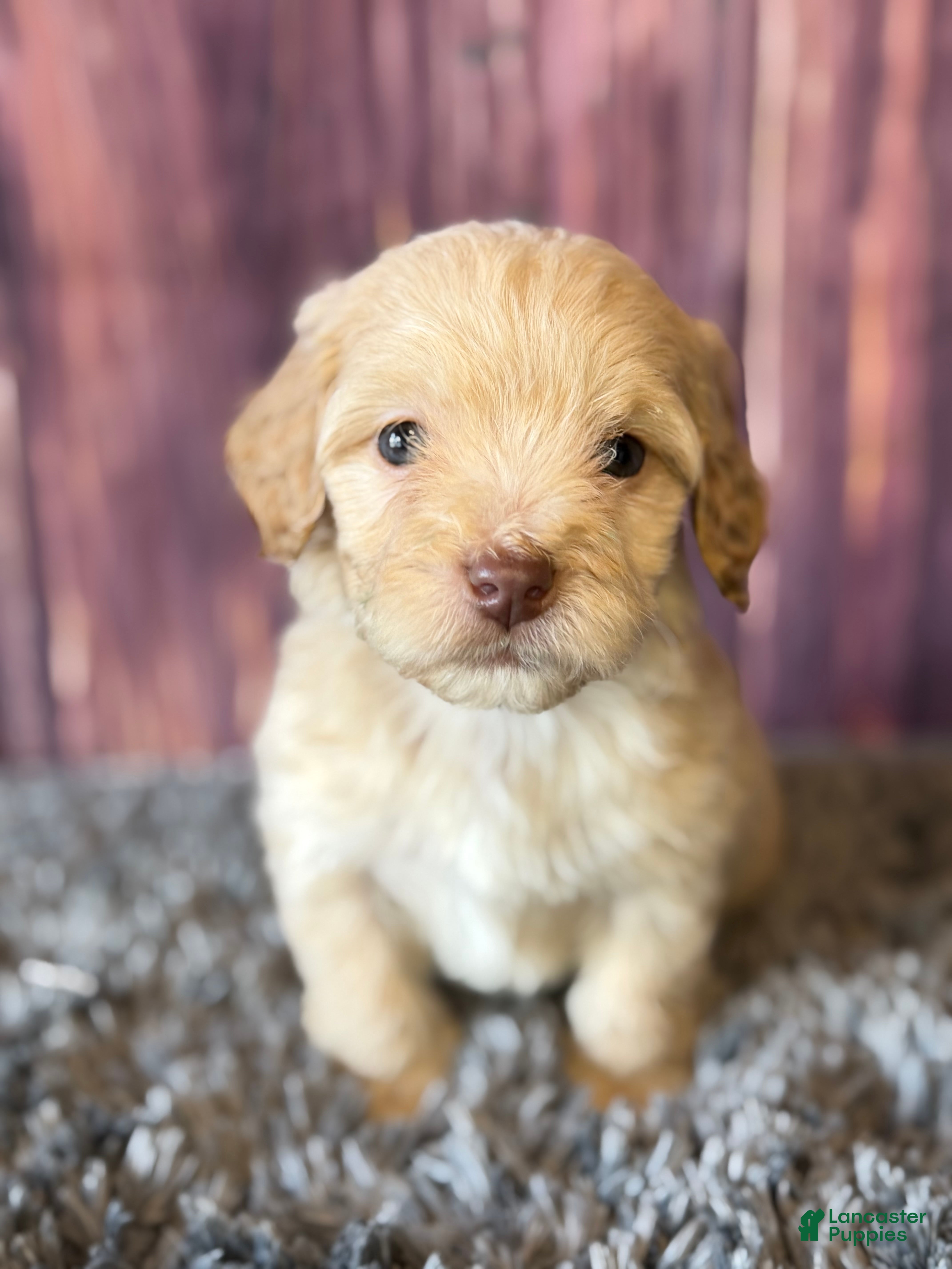 Cockapoo dogs Miles - Ad 1