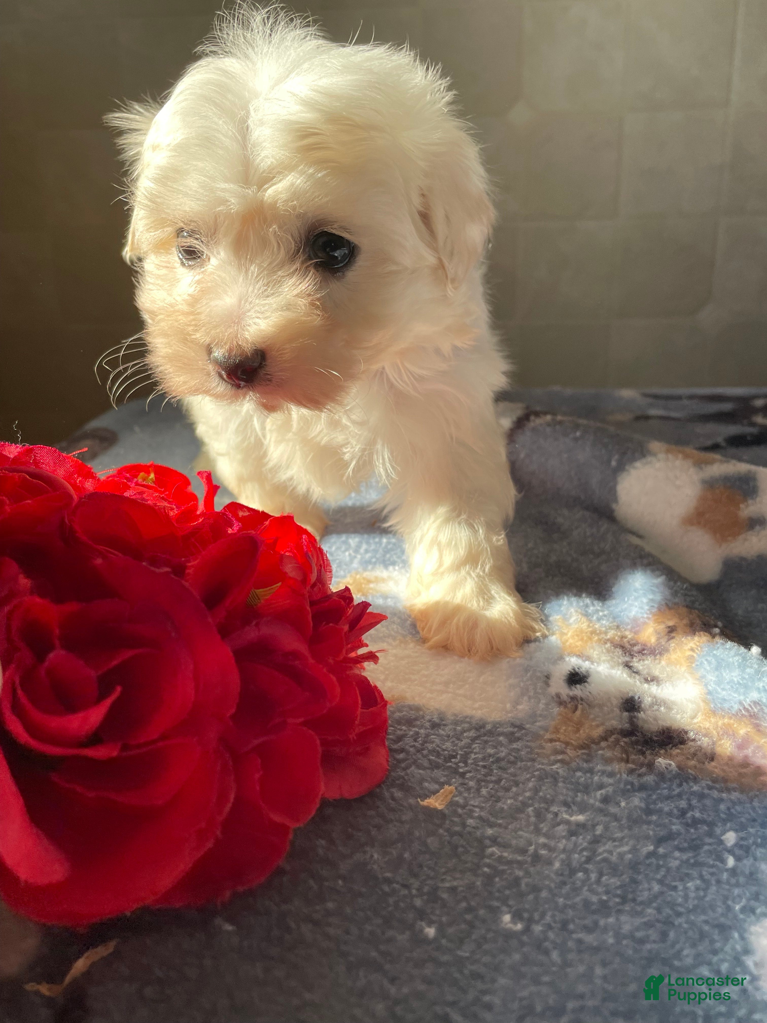 Maltese dogs Luna - Ad 32