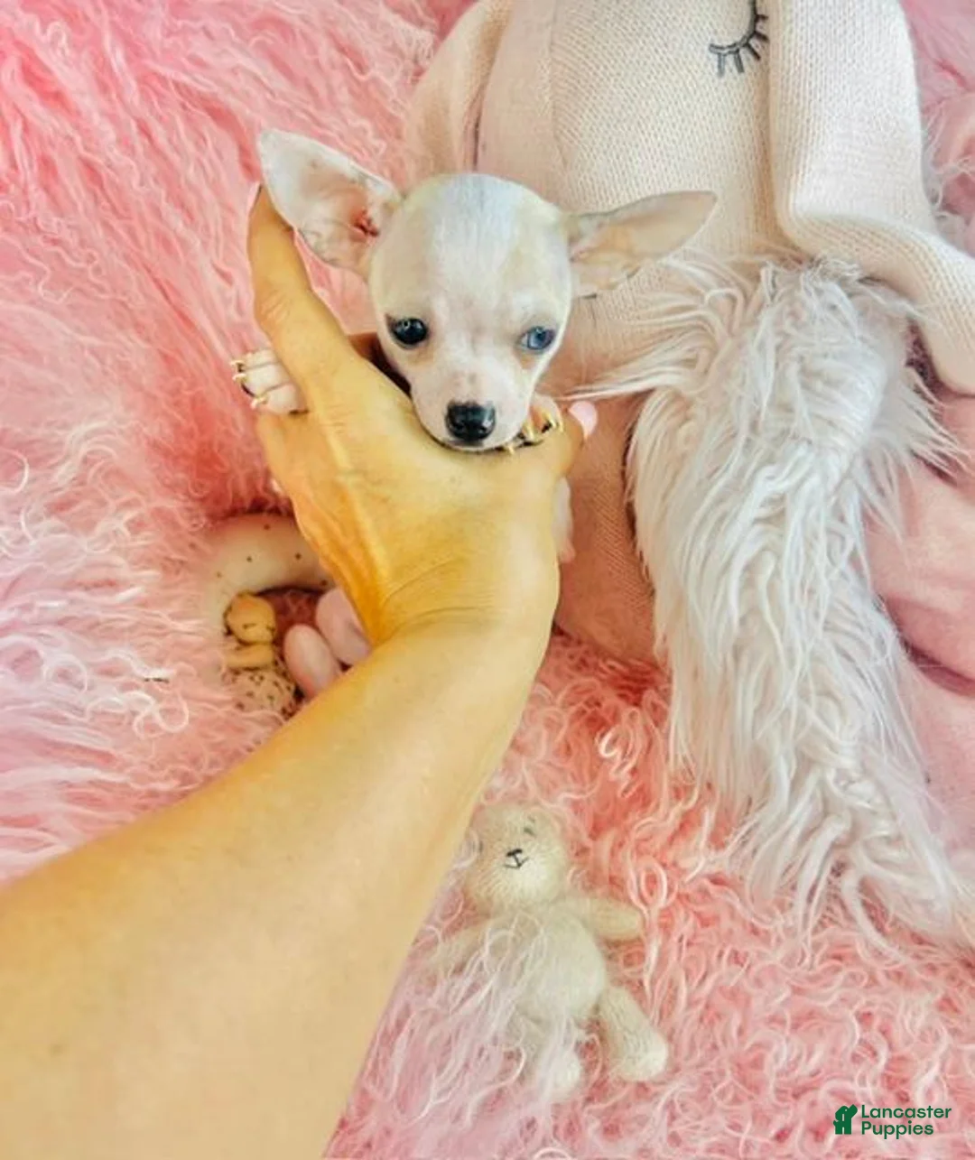 Chihuahua dogs for sale: Chihuahua 1 - Ad 3