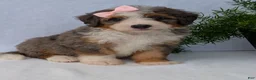 Mini Bernedoodle dogs for sale: Mini Emmie  - Ad 12