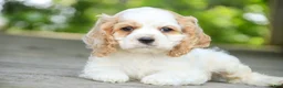 Cocker Spaniel dogs for sale: Ash Cocker Spaniel  - Ad 1