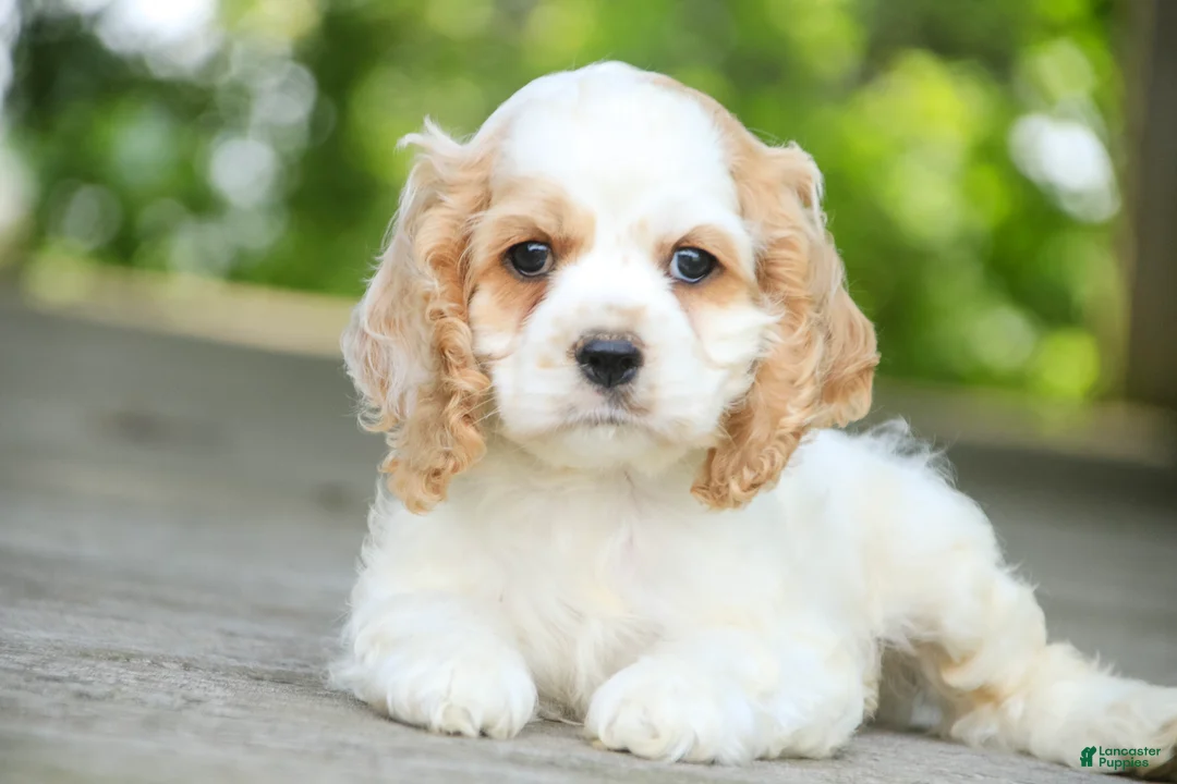 Cocker Spaniel dogs for sale: Ash Cocker Spaniel  - Ad 1