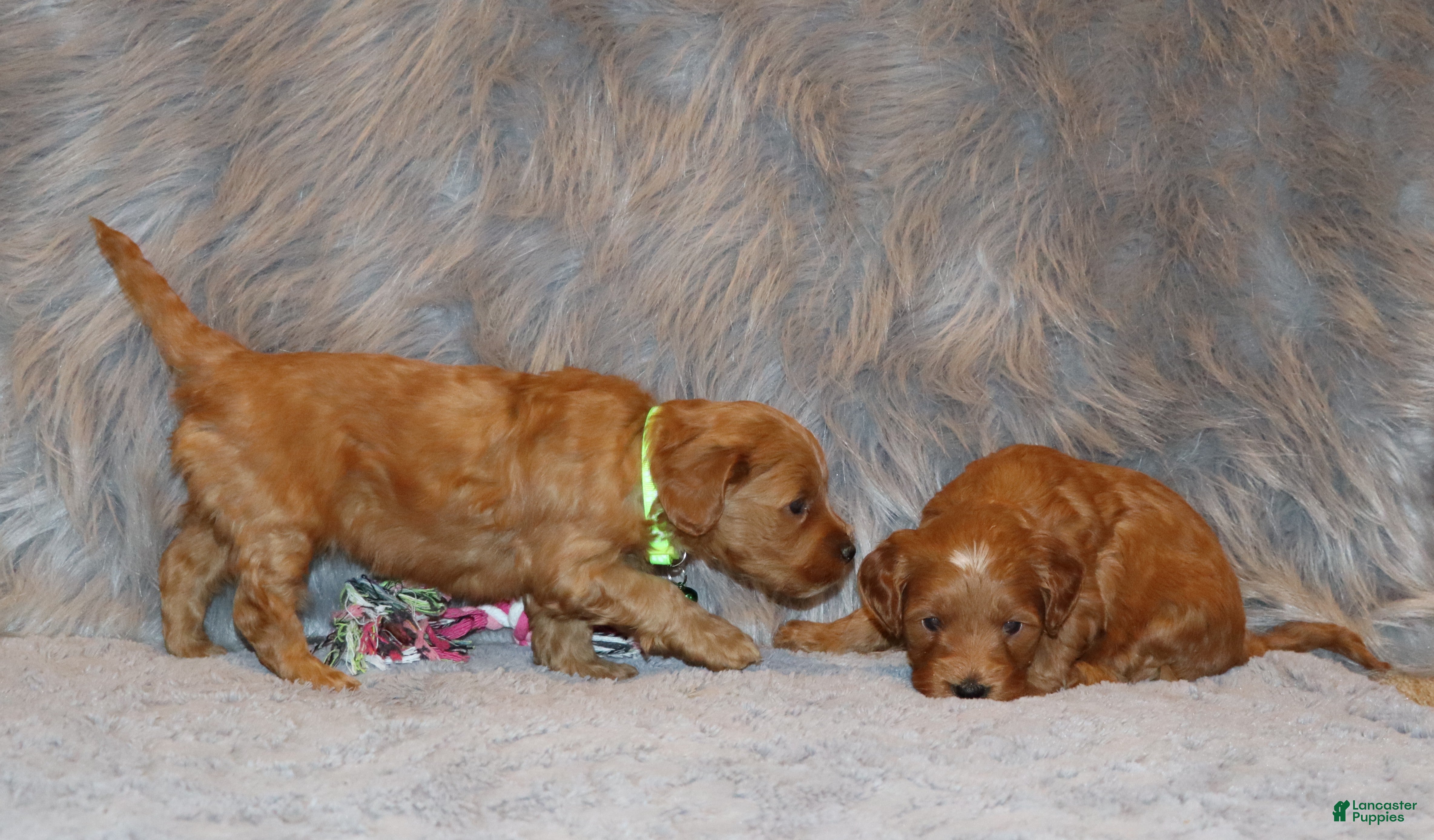 Mini Goldendoodle dogs Whitney 🌷 Genetic Clear Parents - Ad 2