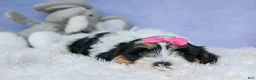 Teddy Bear dogs for sale: TINA - Ad 11