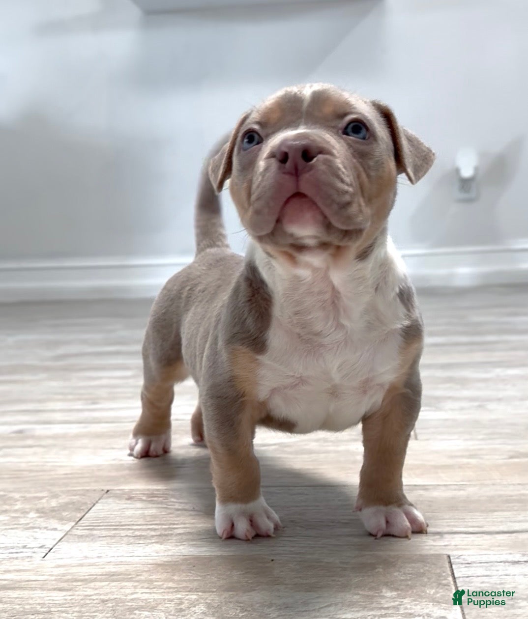 American Bully dogs American Bully Puppy 6 - Ad 2