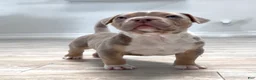 American Bully dogs for sale: American Bully Puppy 6 - Ad 2