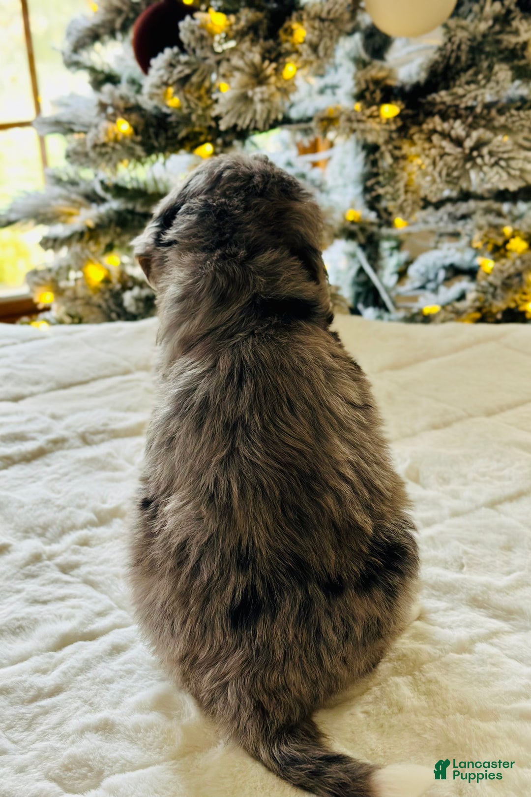 Bernedoodle dogs for sale: Cotton  - Ad 2