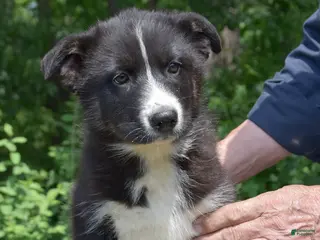 Gerberian Shepsky dogs for sale: West - Ad 4