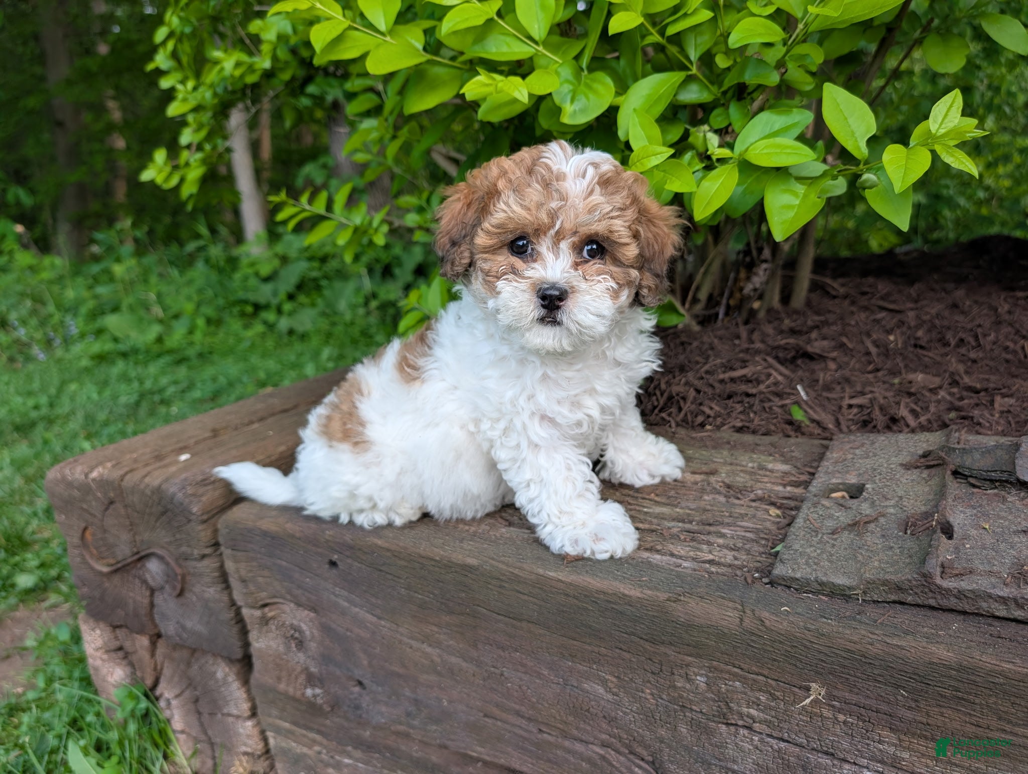 Shihpoo dogs Muffy - Ad 1