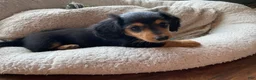 Miniature Dachshund dogs for sale: Missy - Ad 5