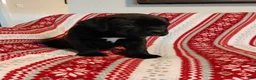 Mixed Breed dogs for sale: Clark - Ad 4