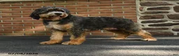 Mini Bernedoodle dogs for sale: Philip - Ad 6