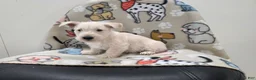 Scottish Terrier dogs for sale: Vivian - Ad 11