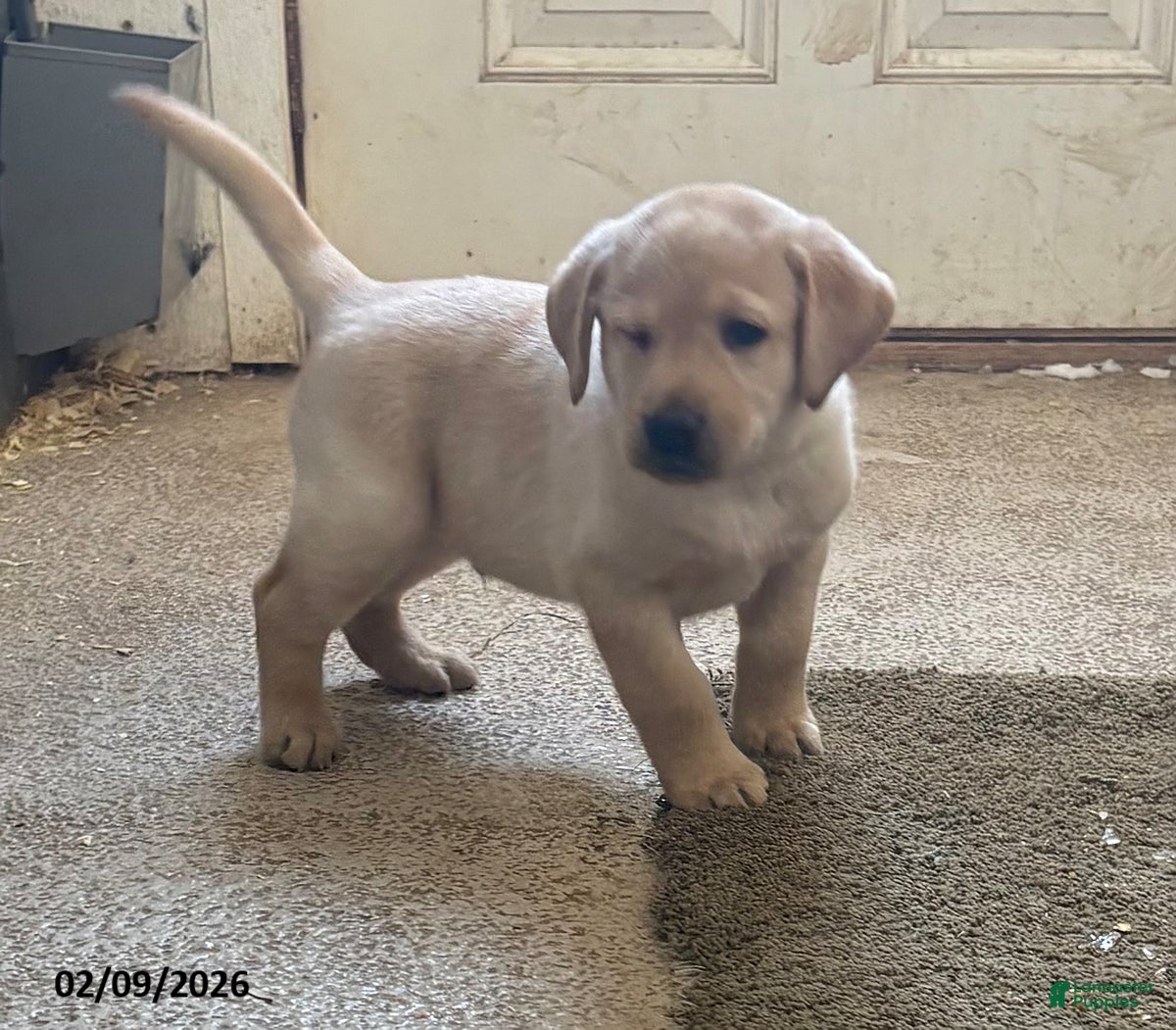 Labrador Retriever dogs Charlie - Ad 5
