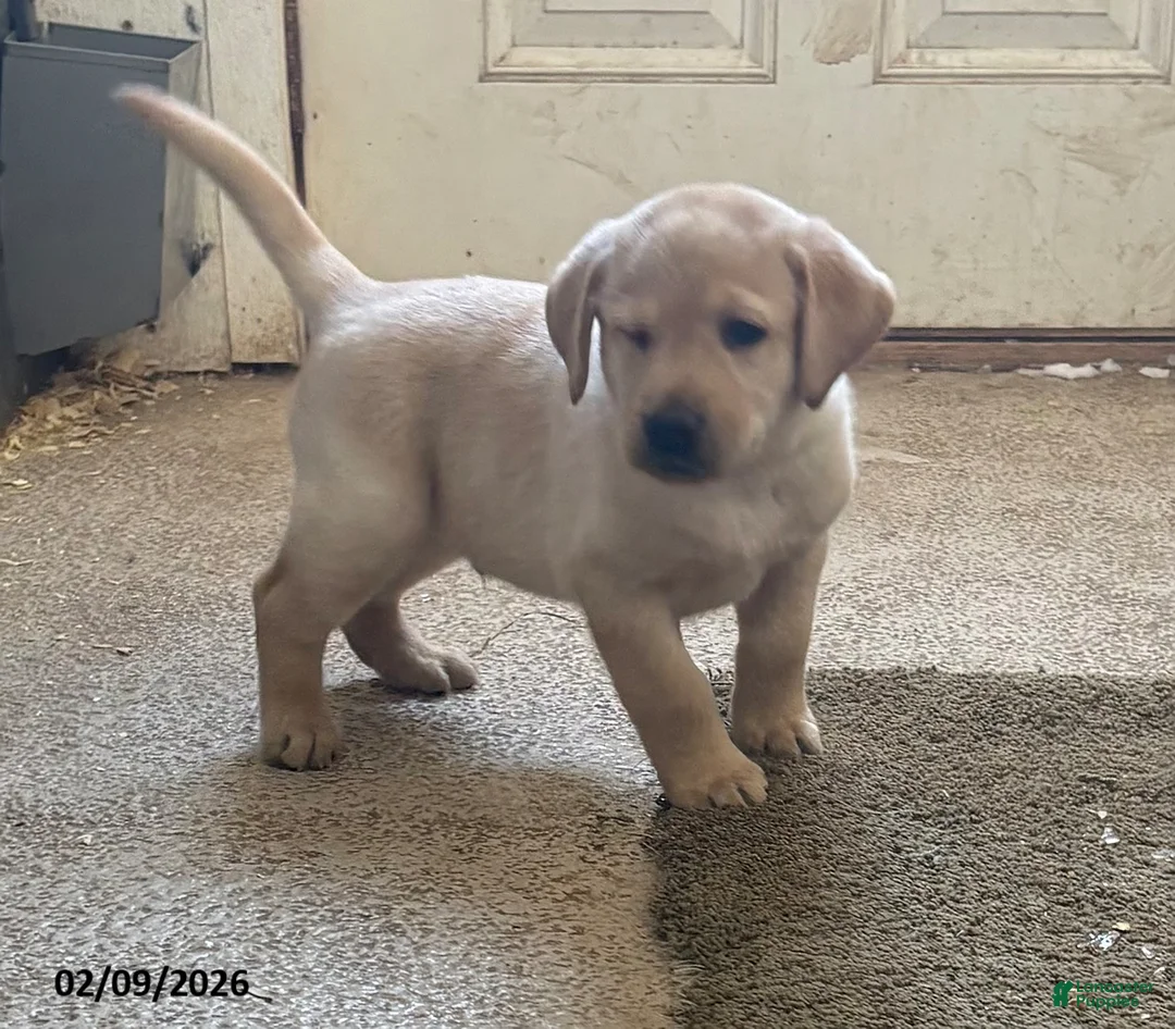 Labrador Retriever dogs for sale: Charlie - Ad 1