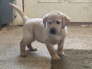 Labrador Retriever dogs Charlie - Ad 5