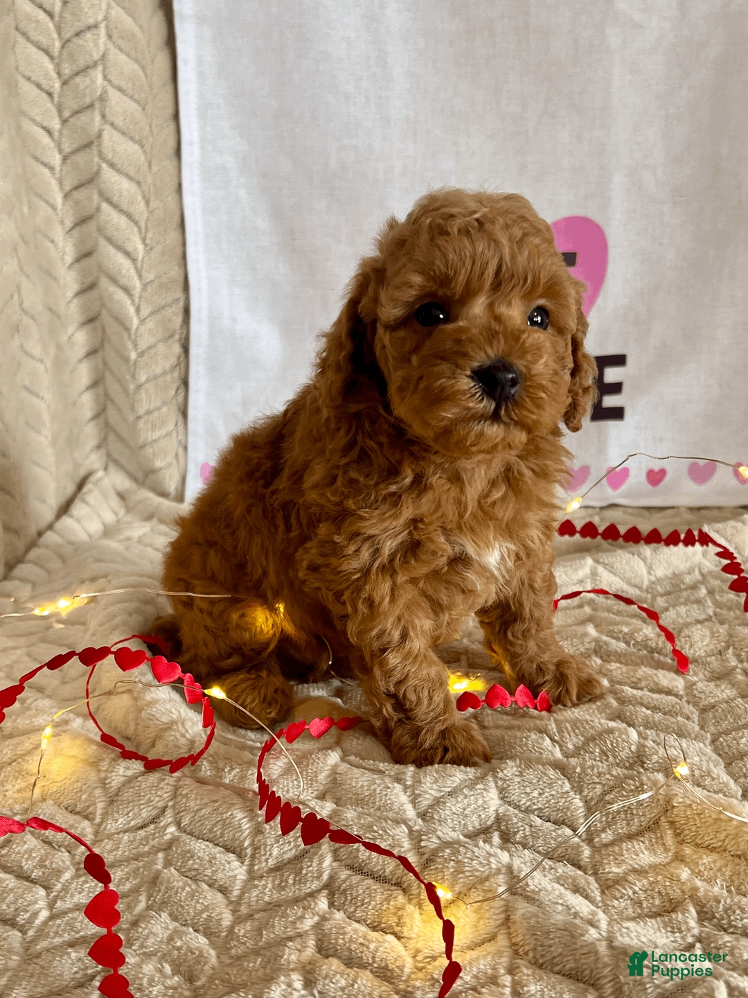 Miniature Poodle dogs for sale: Casper - Ad 3