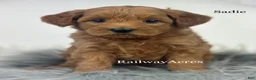 Mini Goldendoodle dogs for sale: Sadie - Ad 1