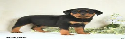 Rottweiler dogs for sale: Candy - Ad 4