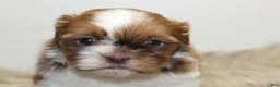 Shih Tzu dogs for sale: Lucy - Ad 3