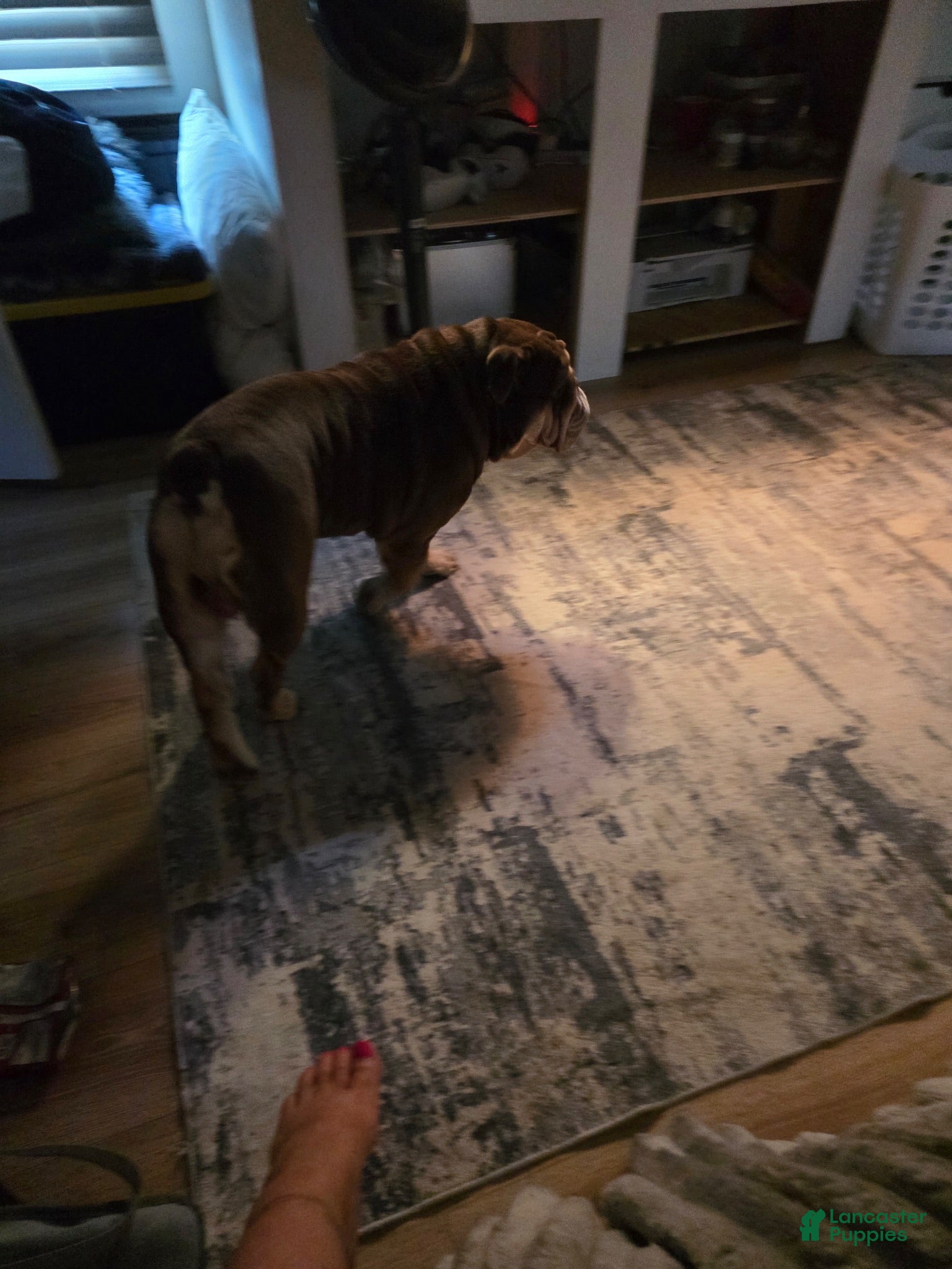 English Bulldog dogs English Bulldog 1 - Ad 42