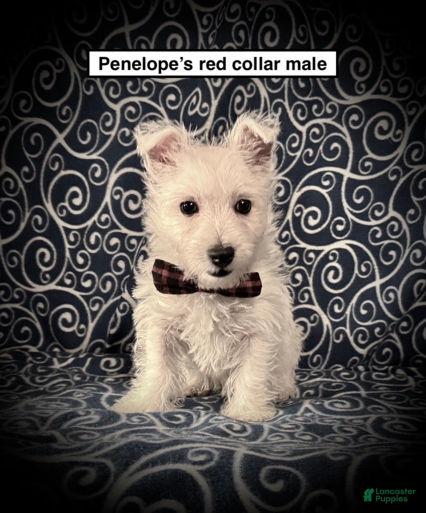 West Highland Terrier dogs AKC Penelope's Red Collar Male - Ad 5