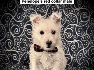 West Highland Terrier dogs AKC Penelope's Red Collar Male - Ad 34