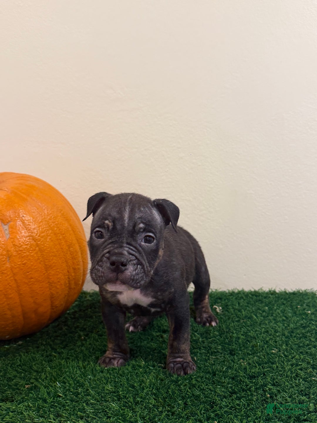 American Bully dogs for sale: American Bully Puppy 2 - Ad 1