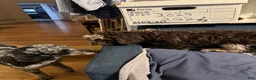 Bernedoodle dogs for sale: Athena - Ad 10