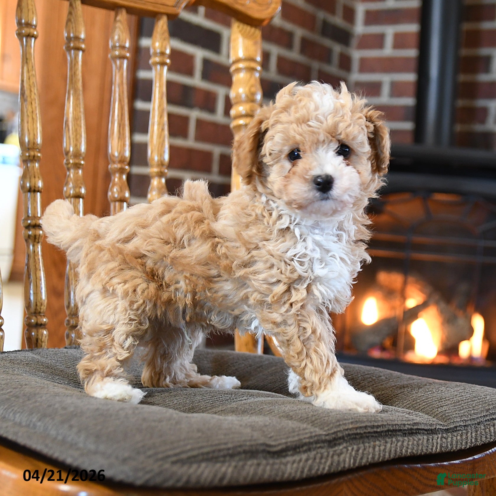 Toy Poodle dogs Baron - Ad 1