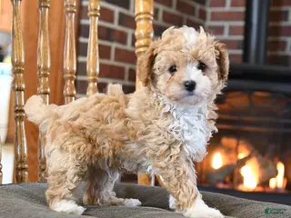 Toy Poodle dogs for sale: Baron - Ad 3