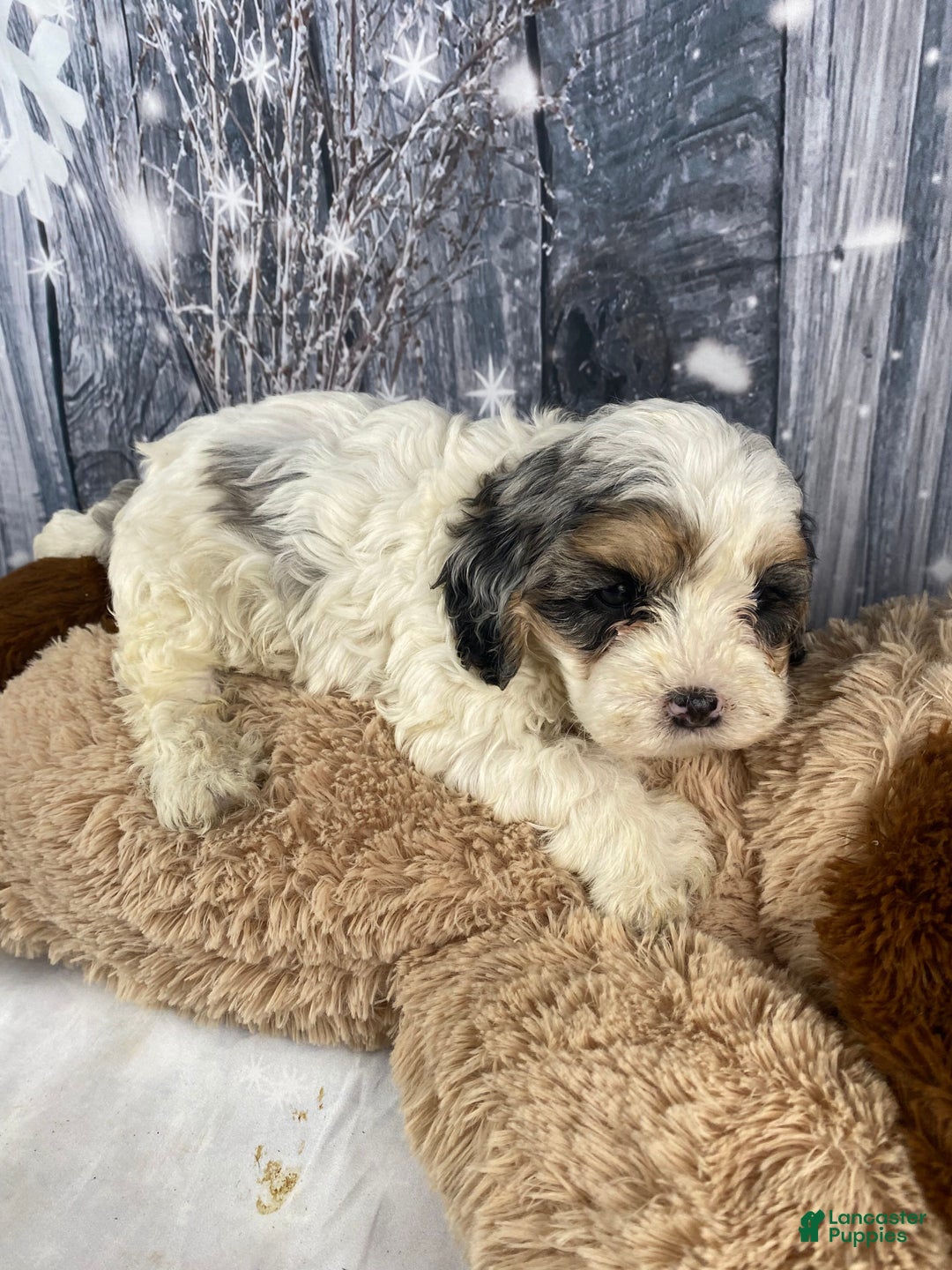 Cavapoo dogs for sale: Julie - Ad 5