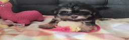 Yorkiepoo dogs for sale: Violet - Ad 3
