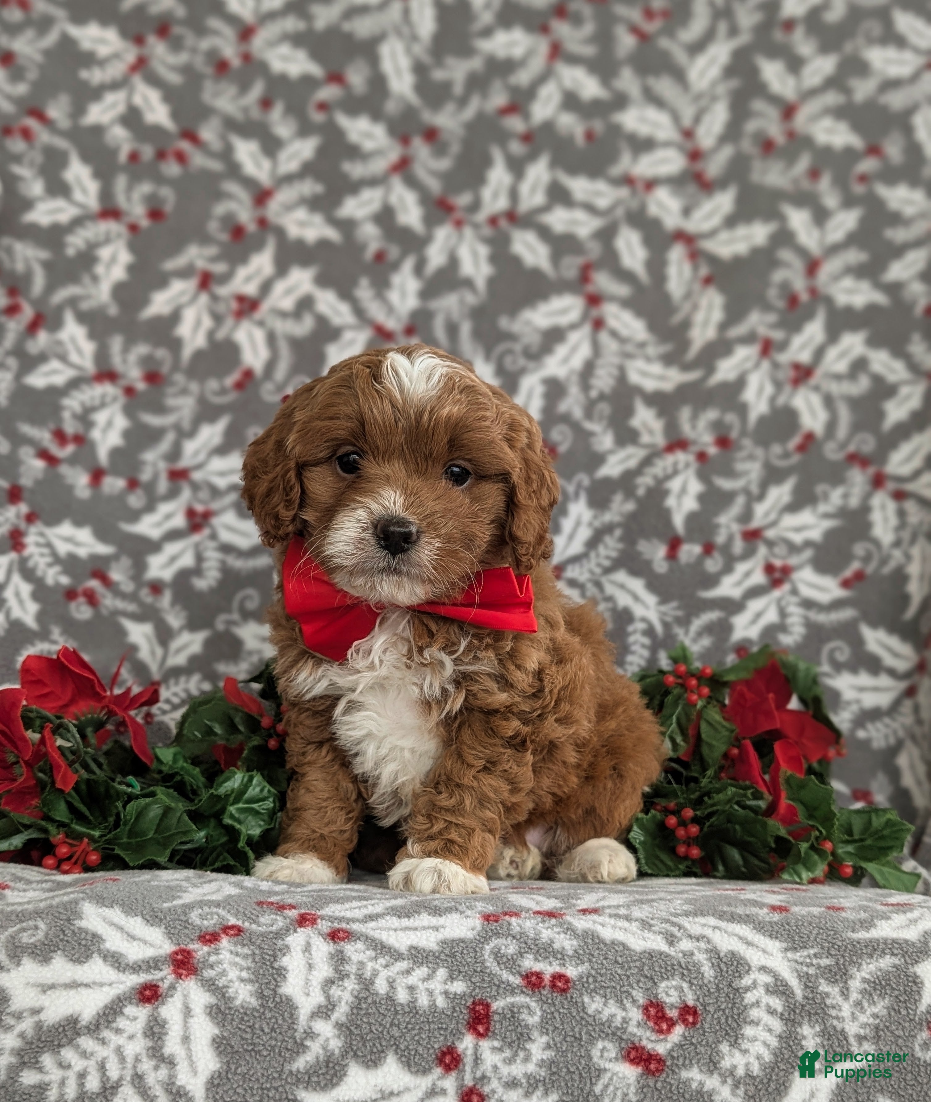 Cavapoo dogs Zachary Hypoallergenic - Ad 42