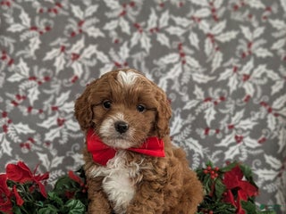 Cavapoo dogs Zachary Hypoallergenic - Ad 16