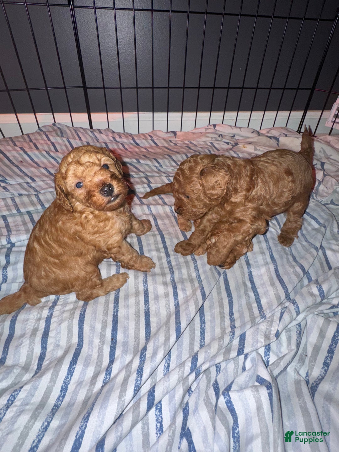 Miniature Poodle dogs for sale: Miniature Poodle Milo - Ad 6