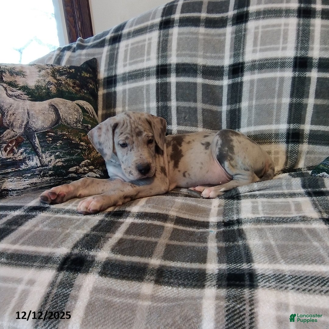 Great Dane dogs for sale: Lincoln - Ad 3