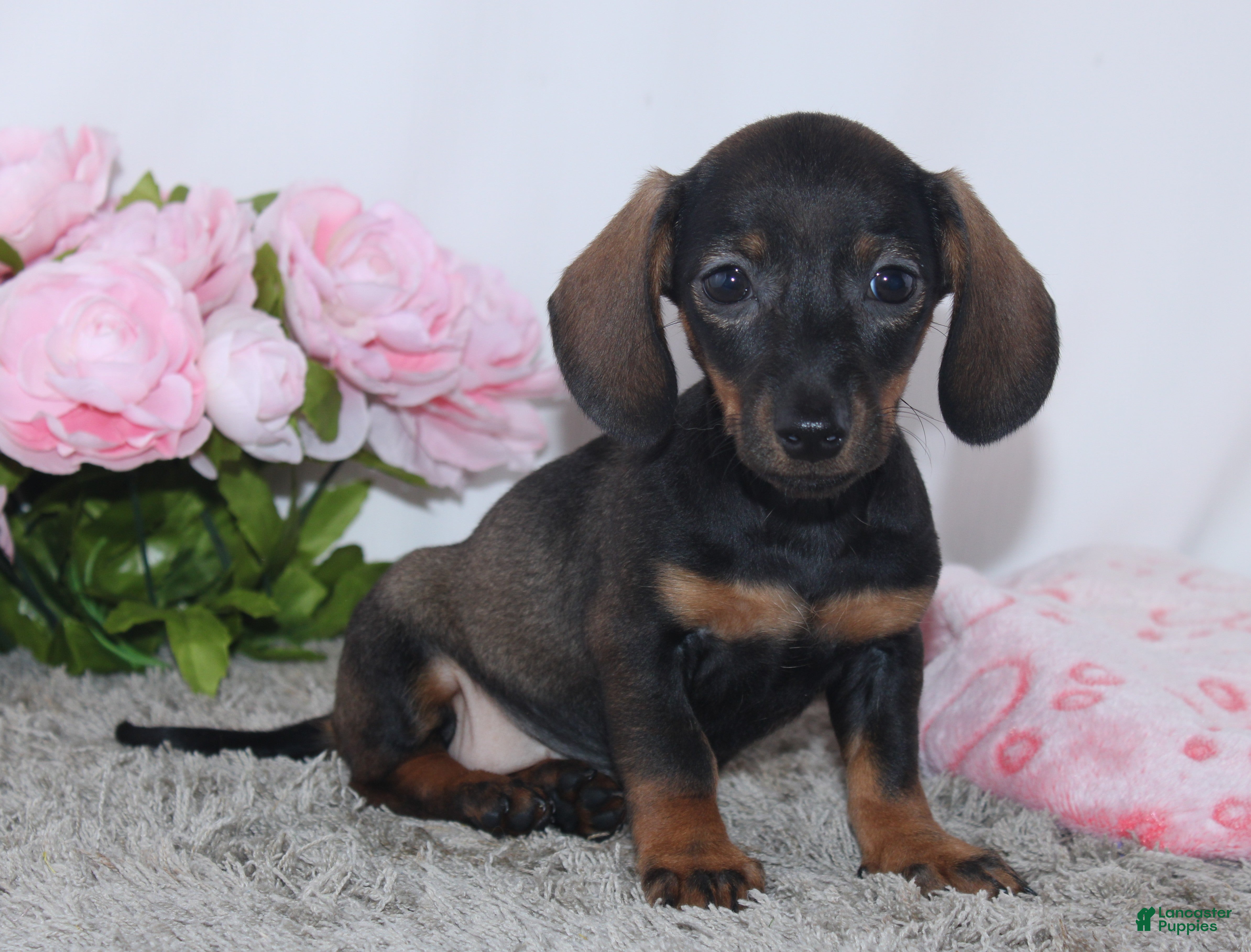 Miniature Dachshund dogs Karla - Ad 1