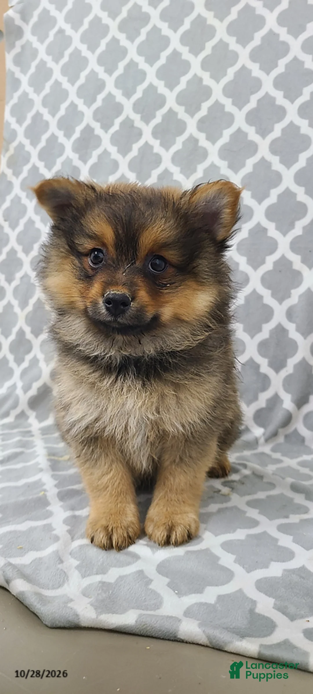 Pomeranian dogs for sale: Mason - Ad 4