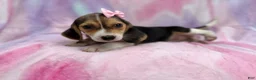 Beagle dogs for sale: Piglet - Ad 7