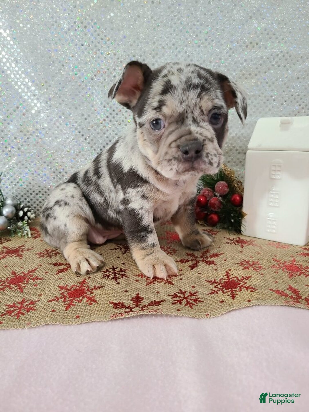 French Bulldog dogs for sale: Spotty - Ad 7