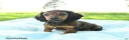 Miniature Dachshund dogs for sale: Penny - Ad 4