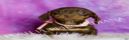 Miniature Dachshund dogs for sale: Sweet Kisses AKC - Ad 3