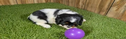 Cavalier King Charles Spaniel dogs for sale: Bessie Girl 2 - Ad 4