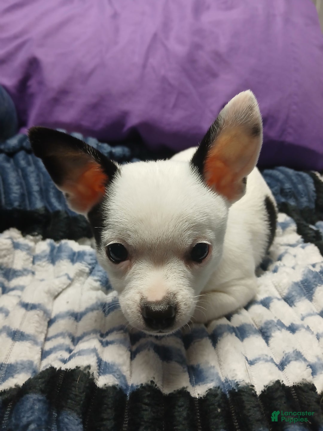 Chihuahua dogs for sale: Domino - Ad 6