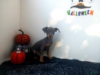 Miniature Pinscher dogs Pax - Ad 26