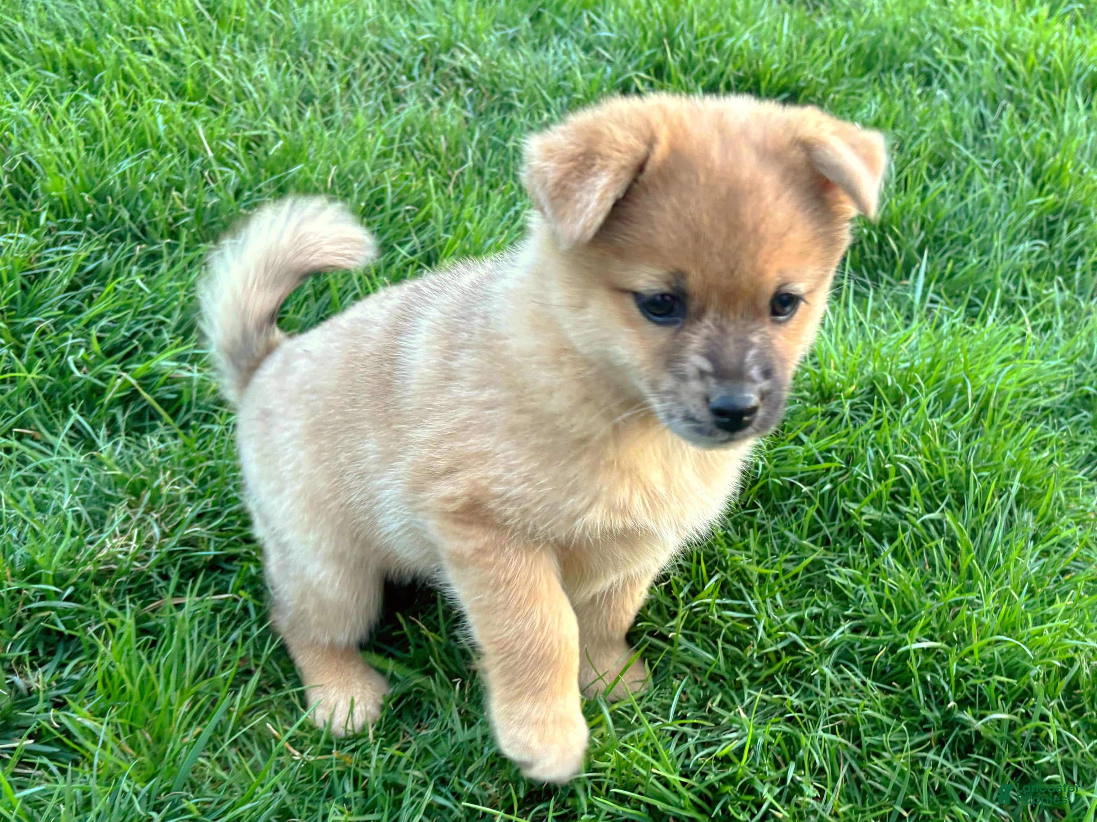 Mixed Breed dogs Luigi - Ad 2