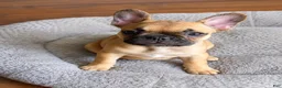 French Bulldog dogs for sale:  LIZZIE 💕 Our Sweet Little Fawn Frenchie! - Ad 3