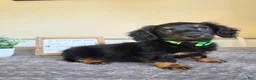 Miniature Dachshund dogs for sale: Mocha- AKC - Ad 6