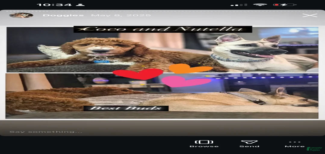 Gallery Image {{count}}